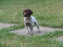 German Shorthair Pointers For Sale German Shorthaired Pointer Puppy For Sale For Sale In Terra Cotta Pointer Puppies German Shorthaired Pointer Puppies