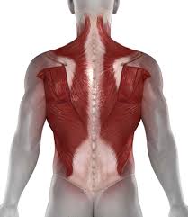 De taille plus faible, le grand rond et les rhomboïdes complètent le tableau, sans oublier les muscles placés en bas du dos, notamment les érecteurs du rachis. Musculation Du Dos Exercices Et Programme D Entrainement Toutelanutrition