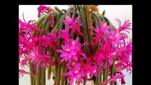 Its thick stems grow tall before the weight of the stems when propagating monkey tail cactus from cuttings, cut a leaf from the mother plant carefully with a clean knife or scissors. Rat Tail Cactus How To Grow Care For Aporocactus Flagelliformis