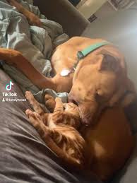 These two. 🙄😹🖤, This is honestly everything August has ever wanted with  one of the cats, and I’m glad he finally gets it.