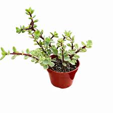 Image result for Portulacaria