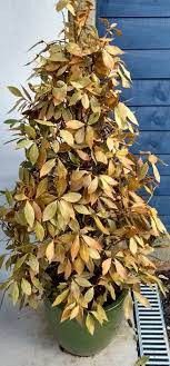 Maybe you would like to learn more about one of these? How To Revive My Bay Tree After Heat Wave Drought Gardening Landscaping Stack Exchange