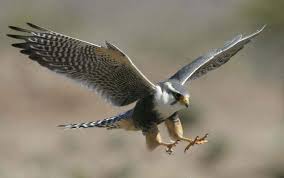 Estudem inglês e/ou programas de edição de imagem e ajudem a vocês mesmos e a comunidade. Curiosidades Sobre Falcao Peregrino Mundo Animal Amino