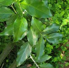 Image result for Canthium inerme