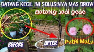Tips Agar Batang Bonsai Putri Malu Kecil Jadi Besar Cepat Tumbuh Subur Dalam Pot Mimosa Pudica Youtube