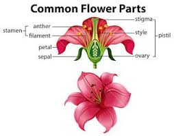 Some flowers have a few stamens, but the hibiscus flowers have hundreds. General Science Reproduction In Plants Ncert Class7 Pointstorememb Parts Of A Flower Vector Flowers Flower Anatomy