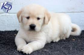 Country labs breeds for excellence. Puppy Finder Find Buy A Dog Today By Using Our Petfinder Labrador Puppies For Sale Puppies Golden Labrador Puppies
