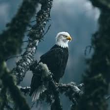  35 Ide Gambar Gambar Burung Rajawali Wallpaper Disney Lucu