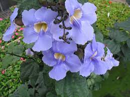 Thunbergia Grandiflora Blue Sky Flower World Of Flowering Plants 2021 Bi Tki Mor Cicekler Guzel Cicekler