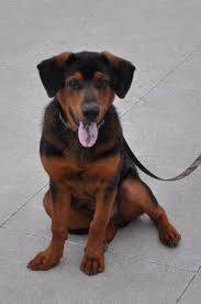 Black And Tan Coonhound Mixed With Lab Copper Our Black And Tan Coonhound And Lab Mix Cat Breeds Dog Cat Coonhound