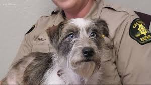 There are many places to adopt an animal in san diego county. Plenty Of Pets Looking For Homes At Yolo County Animal Shelter Pawsitive Friday Cbs8 Com