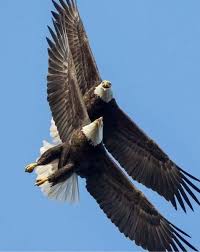 Goodmornin If Your Just Waking Up This Is Gonna Be A Really Great Day Types Of Eagles Eagle Pictures Eagles