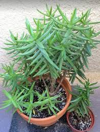 Growing conditions for cactus plants. Crassula Tetragona Miniature Pine Trees Care Propagation Succulent Plant Care