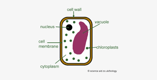 Maybe you would like to learn more about one of these? Vacuoles Simple Plant Cell Diagram Transparent Png 425x350 Free Download On Nicepng