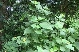 Image result for Abutilon grantii