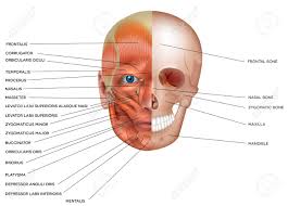 This is a table of skeletal muscles of the human anatomy. Muscles And Bones Of The Face Detailed Bright Anatomy Isolated On A White Background Royalty Free Cliparts Vectors And Stock Illustration Image 93657354