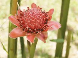 Image result for Etlingera elatior