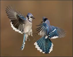 Pin Ot Polzovatelya Berat Demirkol Na Doske Blue Jay Krasivye Pticy Pticy Iskusstvo Pticy