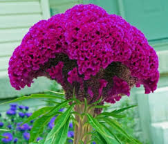 Image result for Celosia nervosa