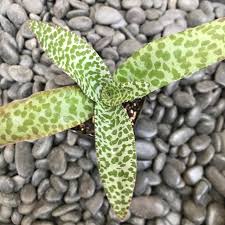 Image result for Ledebouria Unidentified sp. no6.