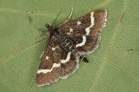 Image result for Pyrausta nigrata