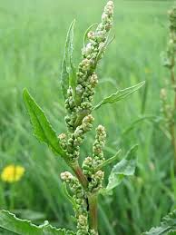 Image result for Rumex crispus