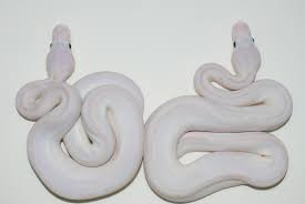 4k00:24authentic close up of neo mother and her. 17 ãƒœãƒ¼ãƒ«ãƒ'ã‚¤ã‚½ãƒ³ç¹æ®–ã‚¯ãƒ©ãƒƒãƒ 14 15 16 17 18è²©å£² çˆ¬è™«é¡žãƒ–ãƒªãƒ¼ãƒ€ãƒ¼ è²©å£²ã®t T Reptiles