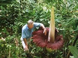Largest Flower In The World I Feel Like It Would Eat Mme Titan Arum Smelling Flowers Large Flowers