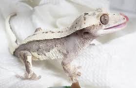 Tom On Instagram Crested Gecko Crestedgecko Crestedgeckos Crestedgeckosofinstagram Gecko Geckos Gec Crested Gecko Vivarium Crested Gecko Cute Reptiles