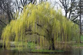 Image result for venturia saliciperda willow tree