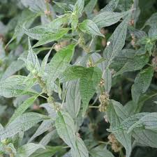 Image result for Parietaria