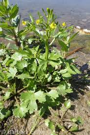 Image result for Ranunculus multifidus