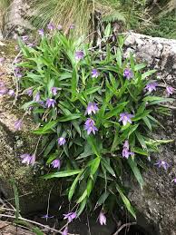 Image result for Xerophyta