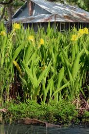 Image result for Canna sp. (cf. flaccida)