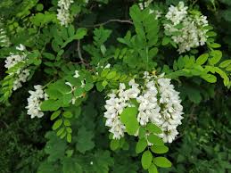 Image result for Robinia pseudo-acacia
