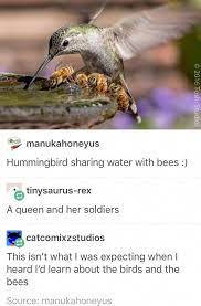 Singing Birds Bird Identification Cute Baby Chicks Painting Bird Cute Funny Animals Cute Animals Animals