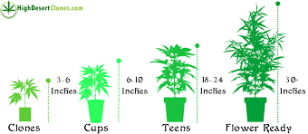 34 Rational Grow Chart Weed