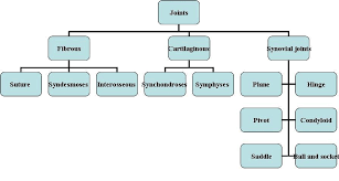 draw a chart showing the classification and location of