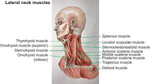 The muscles of the neck: Lateral Neck Muscles Download Scientific Diagram