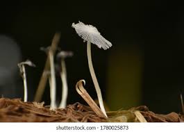 Image result for Coprinus lagopus