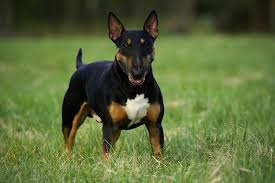 Image result for bulteriér