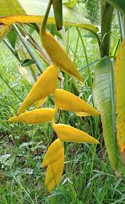 New Heliconia Rostrata Yellow Hanging Lobster Claw Live Rhizome Tropical Plant