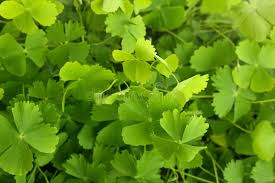 Image result for Marsilea minuta