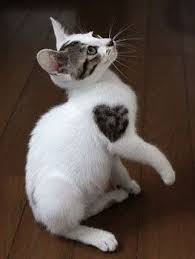 Wearing Your Heart On Our Sleeve Kalp Anahtar Kilit Kapi Ve Kapi Tokmaklari Kedi Hayvanlar Ve Yavru Kediler