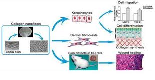 How to help wounds heal faster. Fish Skin Dressing Helps Heal Wounds Research Chemistry World