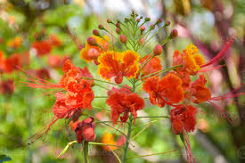 Image result for Caesalpinia