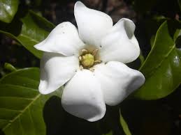 Image result for Gardenia subacaulis