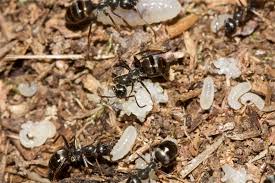 Image result for Formica fusca