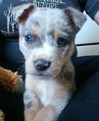 Family bred, loved on constantly and ready to go to their forever homes. Aussie Siberian Dog Breed Information