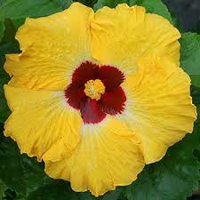 Hidden Valley Hibiscus Hibiscus Sunny Day Hibiscus Plant Hibiscus Hibiscus Flowers